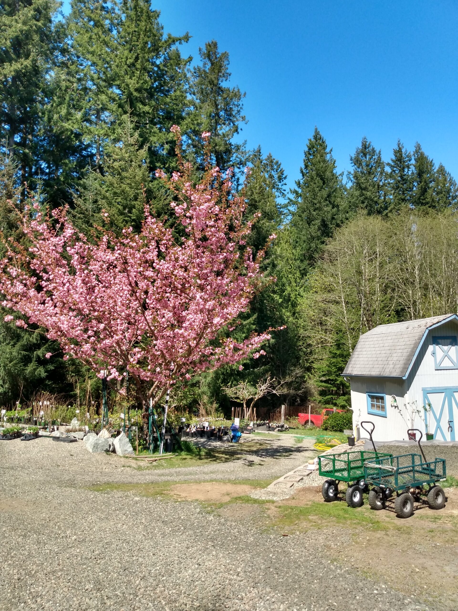 A day of clearing and letting go in our nursery